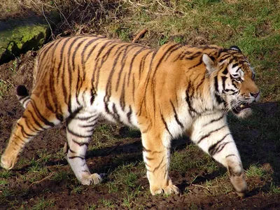 Тигры на природе - картинки и фото koshka.top