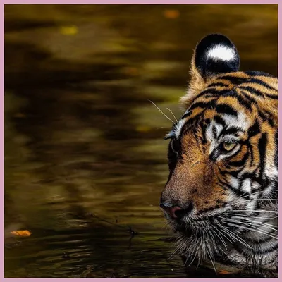 Лысый тигр, толстый дракон, 1990 — описание, интересные факты — Кинопоиск