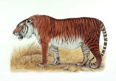 Тигр — король-джентльмен с ароматом попкорна | LunaLake | Дзен