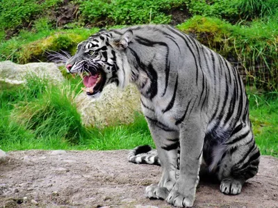 Туранский каспийский тигр - картинки и фото poknok.art