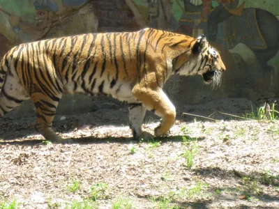 Animals - Тигр 3Dпотрясающий лысый, 3DANL_83949 | 3D модель для ЧПУ станка