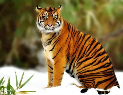 Чем отличается тигр от тигрицы - картинки и фото koshka.top