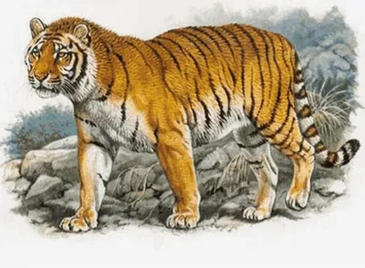 Лысый тигр - 59 фото