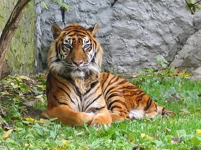 Тигр полосатый - картинки и фото koshka.top