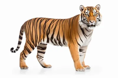 Природа и животные - Tiger 3 ошеломляющий лысый 1, NATURE_6205 | 3D модель  для ЧПУ станка