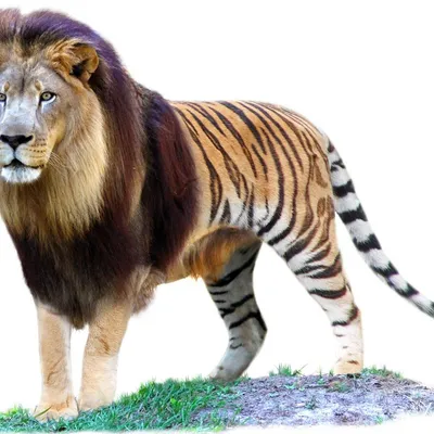 Лысый тигр,огненная грива, …» — создано в Шедевруме