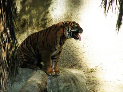 Природа и животные - Tiger 3 ошеломляющий лысый 2, NATURE_6206 | 3D модель  для ЧПУ станка
