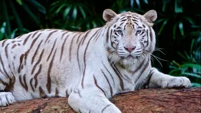 Профиль величественного белого тигра Стоковое Фото - изображение  насчитывающей ангстрома, опасно: 28981848