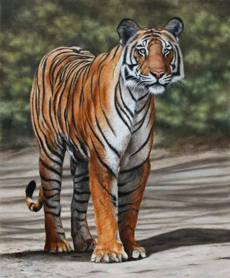 Бенгальский тигр белый (58 фото) - красивые фото и картинки pofoto.club