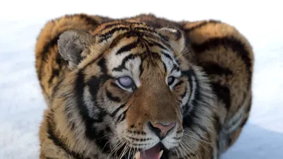 Тигров разных пород красивых для аватарок - картинки и фото koshka.top