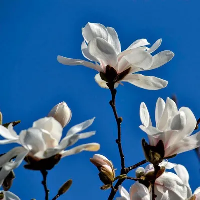 Магнолия Лебнера (Magnolia loebneri)