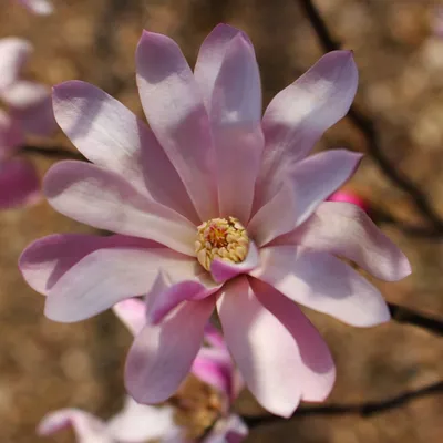 Магнолія Лебнера (Magnolia Loebneri)