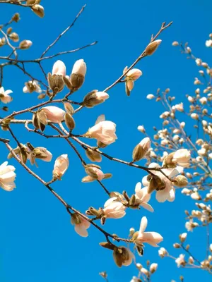 Магнолия лебнера Леонард Мессел. Краткий обзор, описание magnolia x  loebneri Leonard Messel - YouTube