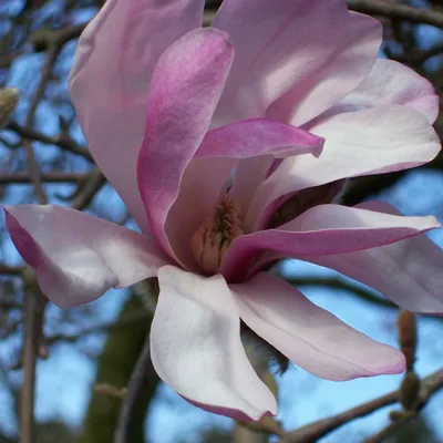 Magnolia loebneri 'Wildcat', Магнолия Лебнера 'Вайлдкэт'