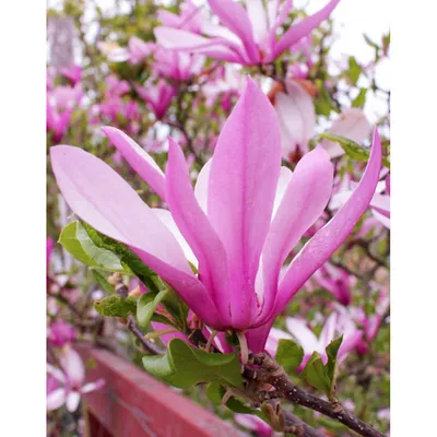 Магнолия лебнера Леонард Мессел Magnolia loebneri 'Leonard Messel' |  Instagram