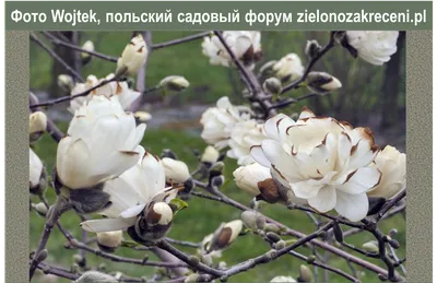 Магнолия Лебнера, magnolia × loebneri