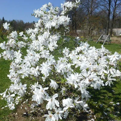 Магнолия Лебнера Леонард Мессель (Magnolia loebneri Leonard Messel)