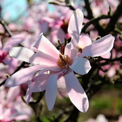 Magnolia loebneri 'Merrill', Магнолия Лебнера 'Меррилл'|landshaft.info