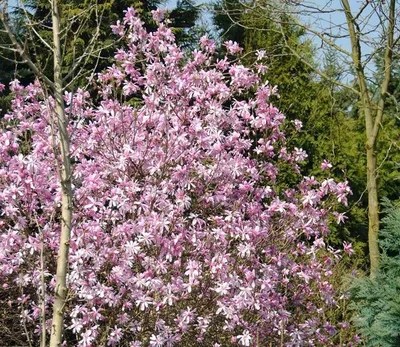 Магнолия Лебнера Донна (Magnolia loebneri Donna) купить саженцы в Москве по  низкой цене из питомника, доставка почтой по всей России | Интернет-магазин  Подворье