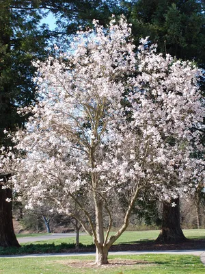 Магнолия Лебнера Меррил (Magnolia loebneri Merrill)