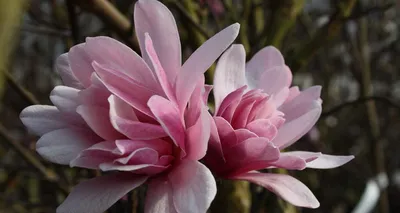 Магнолия лебнера Меррилл. Краткий обзор, описание характеристик magnolia x  loebneri Merrill - YouTube