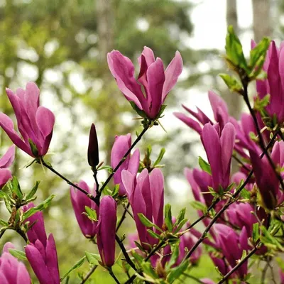 Купить семена Магнолия Суланжа форма розовоцветая (Magnolia soulangeana f.  rubra) | Семена и саженцы Анатолия Орлова