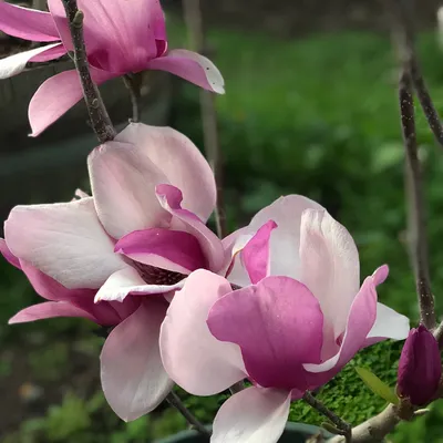 Магнолия Суланжа (Magnolia soulangeana) — НКО \"NORD-NUC\"