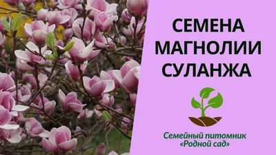 Магнолия Суланжа (Magnolia soulangeana) С3 NEW! цена 2500 ₽/ед, купить в  Санкт-Петербурге от компании Вилла-Планта, питомник растений — СтройПрайс