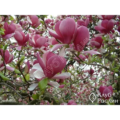 Магнолия Суланжа Magnolia soulangeana Lennei alba - купить по выгодной цене  | teofrast