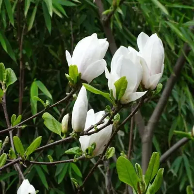 Magnolia x soulangeana 'Black Tulip', Магнолия Суланжа 'Блэк  Тулип'|landshaft.info