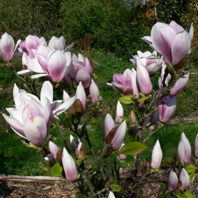 Екатерининские сады\" - Магнолия Суланжа \"Александрина\" (Magnolia ×  soulangeana Alexandrina)