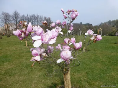 Магнолия суланжа Джени (Magnolia soulangeana Genie)