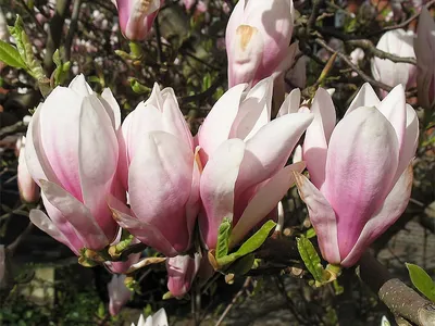 Магнолия Суланжа (Magnolia Soulangeana) ᐉ купить с доставкой почтой по  Украине в питомнике Биосад