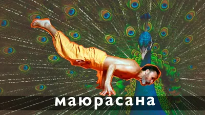 Маюрасана (поза павлина)⚡ Асаны йоги ⭐ SLAVYOGA - YouTube