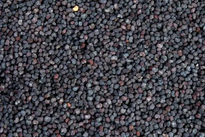 Семена голубого мака болгарского происхождения, чистота 98%,