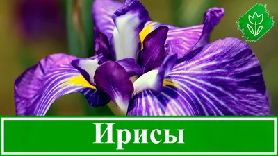 Ирис Розалия Фиджи (Iris Rosalie Figge) – купить саженцы ирисов в питомнике  в Москве