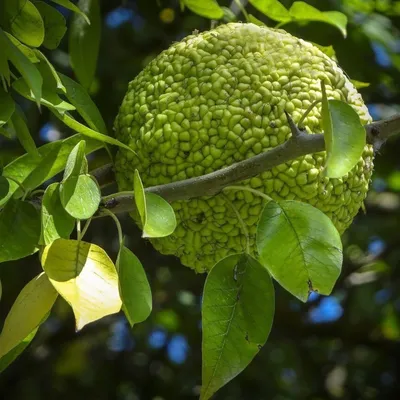 Маклюра оранжевая (Maclura pomifera) — Азовский лесопитомник