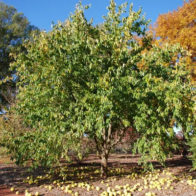 Маклюра оранжевая (Maclura pomifera) — Азовский лесопитомник