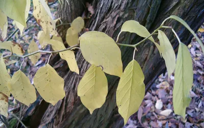 Маклюра оранжевая – дерево и древесина – Maclura pomifera