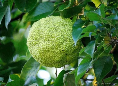 Maclura pomifera - Маклюра яблоконосная - купить семена на Tropics Seeds.