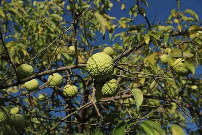 ядовитые плоды Maclura Pomifera в нетрадиционной медицине Фото Фон И  картинка для бесплатной загрузки - Pngtree