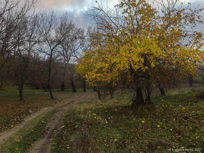 Маклюра или адамово яблоко