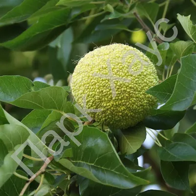 Маклюра яблоконосная, саженцы, купить, Индийский апельсин, Maclura  pomifera, Maclura aurantiaca, заказать почтой, доставка, ЭКЗОТИЧЕСКИЕ  РАСТЕНИЯ, ЦВЕТЫ ОРАНЖЕРЕЙНЫЕ Купить растения в Ростове-на-Дону,  Интернет-магазин, питомник растений, хвойные и ...