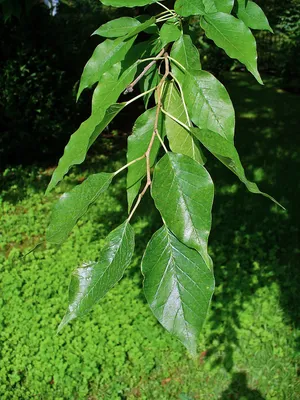 Маклюра оранжевая – дерево и древесина – Maclura pomifera