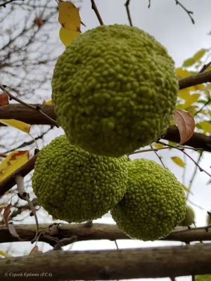 Маклюра (Адамово яблоко) оранжевая, купить саженцы Маклюры (Адамово яблоко)  оранжевой в Москве в питомнике недорого!