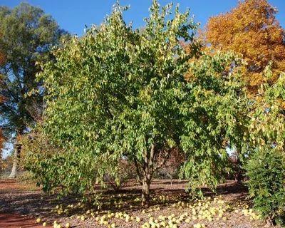 Семена Маклюра оранжевая (Maclura pomifera), 5 штук — купить в  интернет-магазине по низкой цене на Яндекс Маркете