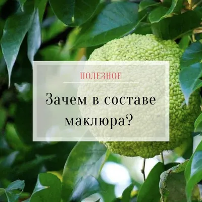 Маклюра оранжевая (Maclura pomifera) - PictureThis