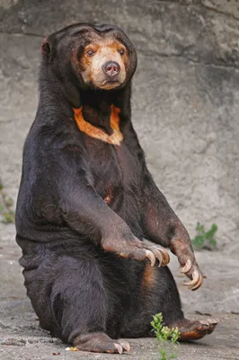 Малайский медведь фото фото