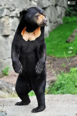 Малайский медведь или медведь-собака - Путешествуем вместе | Bear species,  Malayan sun bear, Black bear