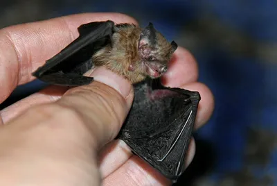 Свиноносая летучая мышь: Милые крошки в 2 грамма и 3 сантиметра! Самые маленькие  летучие мышки размером с жучка | Книга животных | Дзен